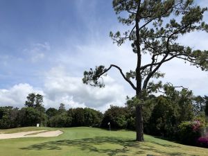 Titirangi 2nd Tree Green